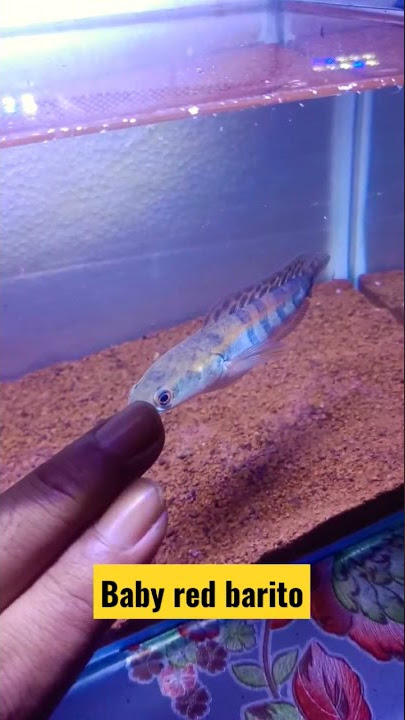 CHANNA RED BARITO #shorts #channa #snakehead #tiktok #channamaru #redbarito  #channaredbarito