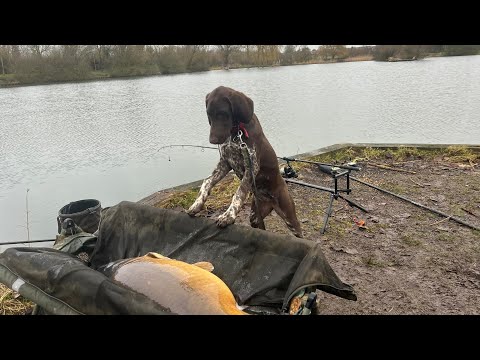 Pêcher la carpe en février c'est pas toujours le pied by Carpecanal