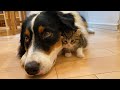 【離れない！】絶対に犬とくっついて寝たがる子猫　A kitten that absolutely wants to sleep with a dog