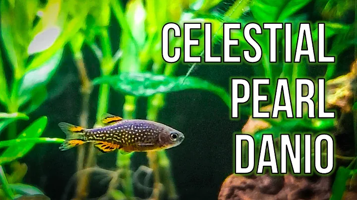 Celestial Pearl Danios  Best Nano Fish for Planted...