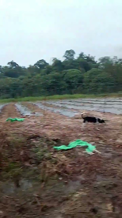 https://s.snackvideo.com/u/@gapinsaputra/dj7kdw15