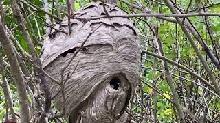 Bald Faced Hornets nest in Lexington SC