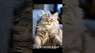 Cat POV: The world in my eyes✨✨ #貓  #shorts #aivideo
