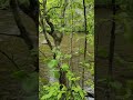 Sitting by the River #shorts #smokymountains #water #stream #river #peace #Gatlinburg #picnic #love