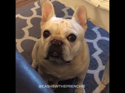 Video: Frenchie Puppy's Epic Tantrum is te schattig om effectief te zijn