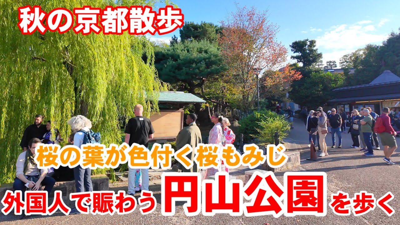 10/27(月)秋の京都散歩 桜もみじ色付き外国人観光客で賑わう円山公園を歩く/紅葉状況【4K】Maruyama Park