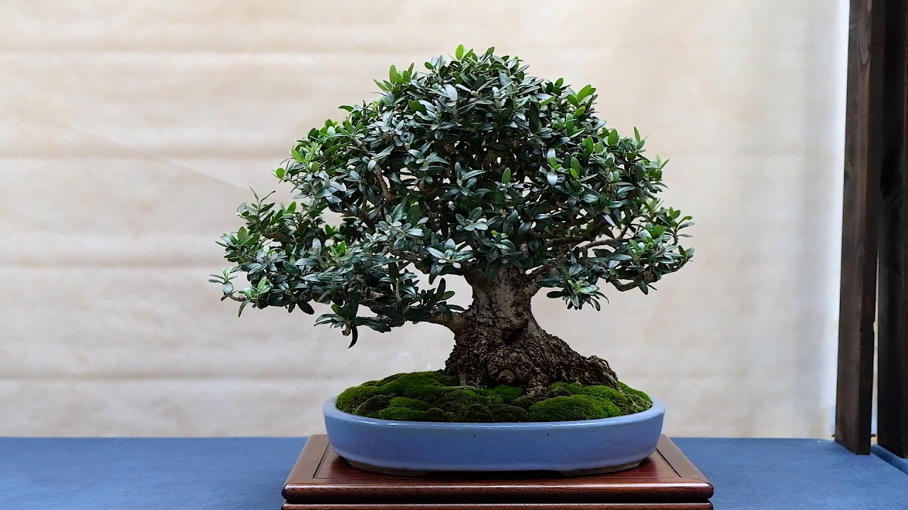 Euganea Bonsai Exhibition
