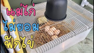 แม่ไก่ไม่ยอมฟักไข่ ลั่นทุ่ง สตูดิโอ ( Exotic )