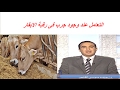 التعامل عند وجود جرب فى رقبة الابقار والجاموس