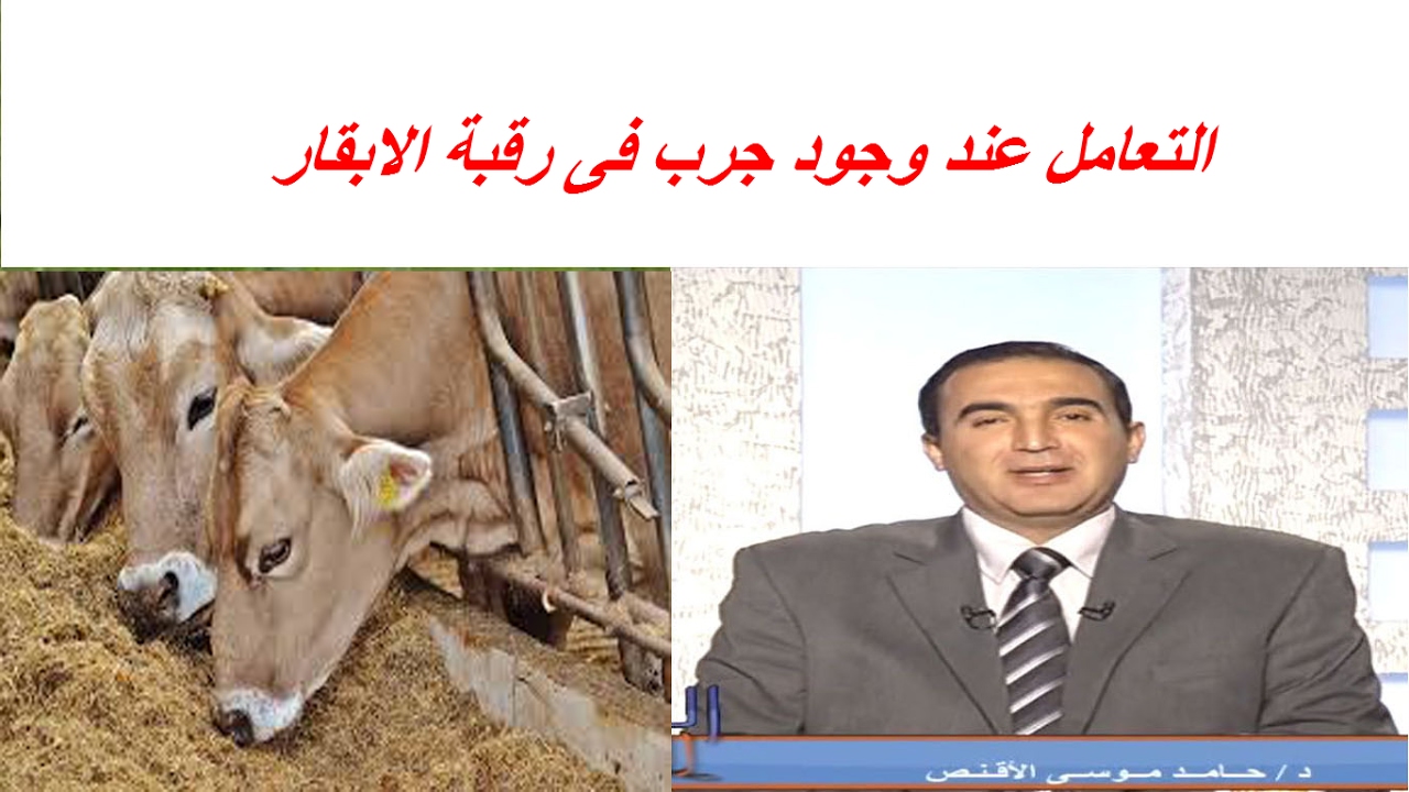 التعامل عند وجود جرب فى رقبة الابقار والجاموس