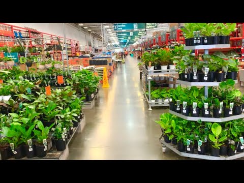 Video: Waarborg Bunnings hul plante?