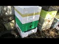 ставлю пчелам магазин под мед в апреле - прошло 20 дней , смотрю что пчелы принесли в холодную весну