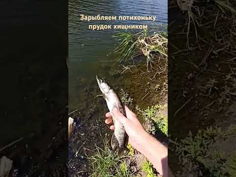 зарыбляем сельский прудок хищником! #fishing #рыбалка #природа #спиннинг #щука #окунь #зарыбление