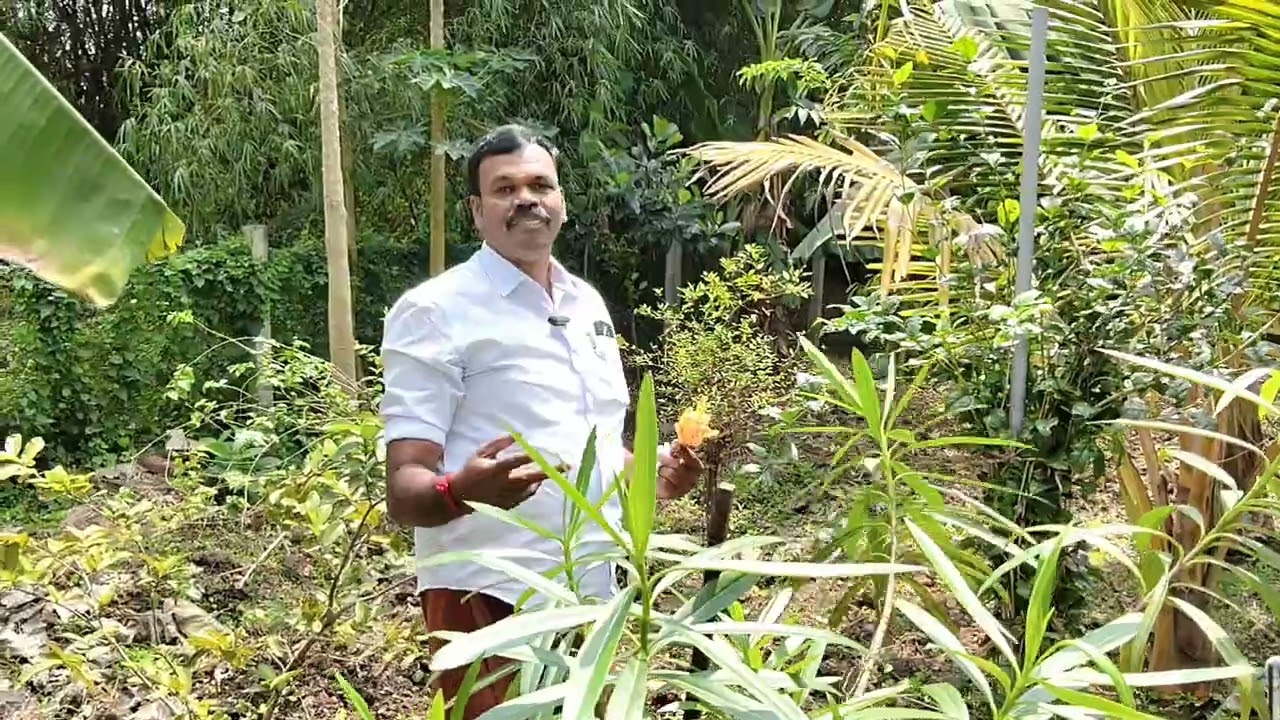 என் சுய சார்பு தோட்டம்... #ஆடுதுறை