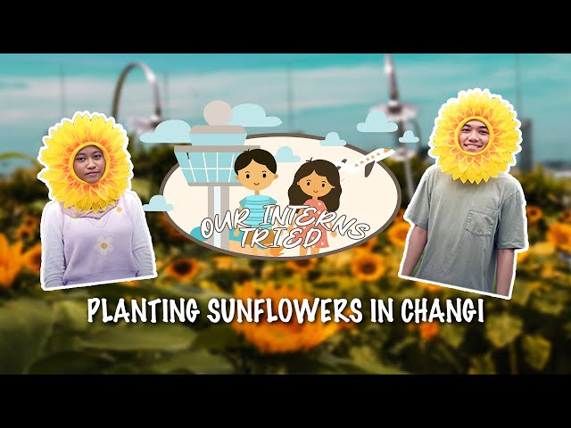 Our Interns Tried | Episode 13: Planting sunflowers at Changi Airport