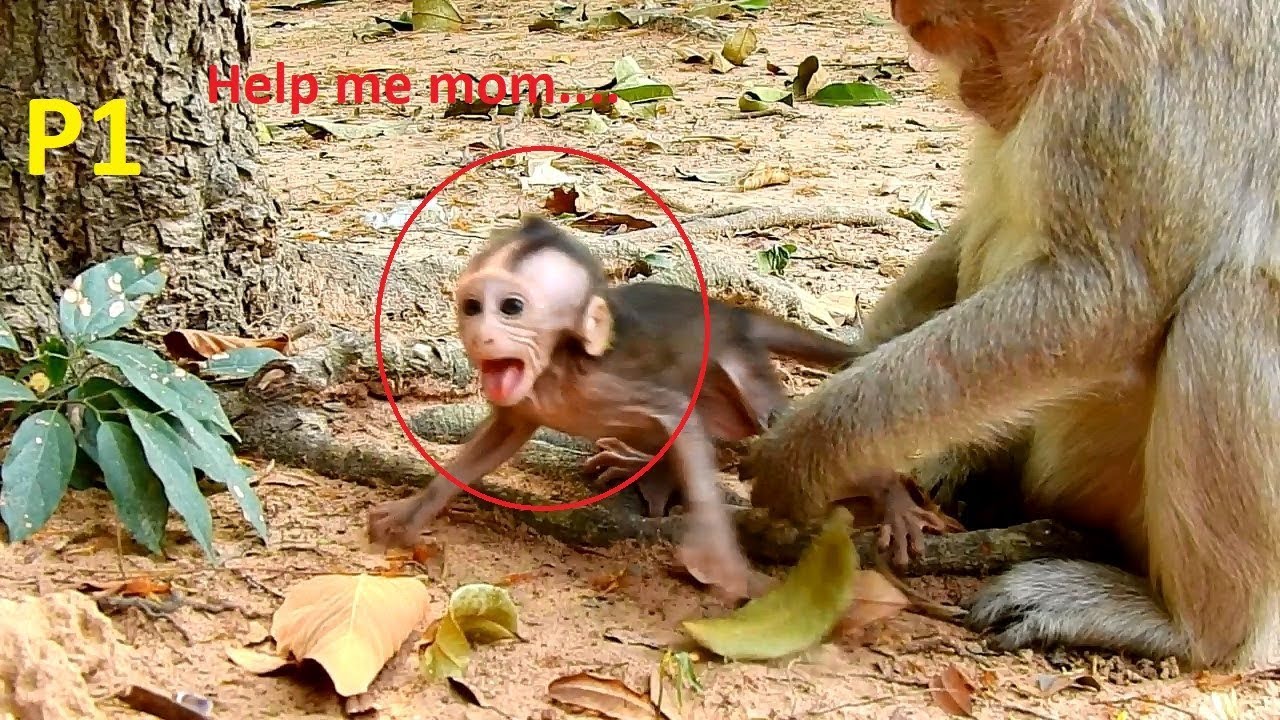 Breaking heart! Pity baby monkey Lola cry and cry loudly boby, Why monkey Goela do like this