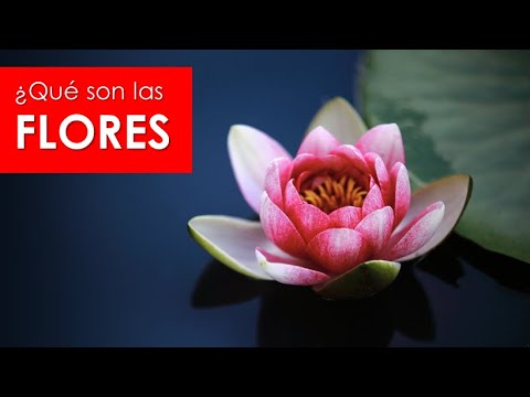 Vídeo: Què és una flor de bígaro?