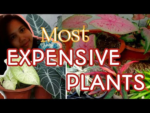 pix Most Expensive Plants In The Philippines 2020 rare and most expensive plants in the philippines angpinaka ellenmanansalavlog rareplants