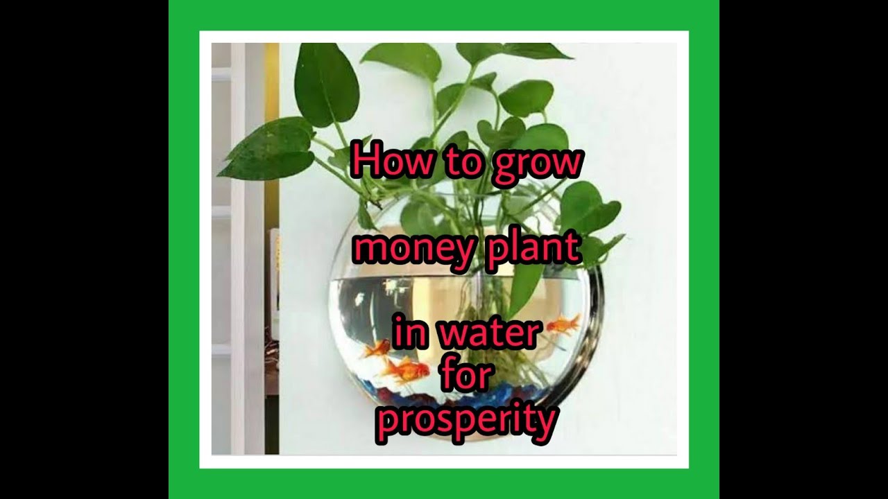 How to grow money plant in water YouTube