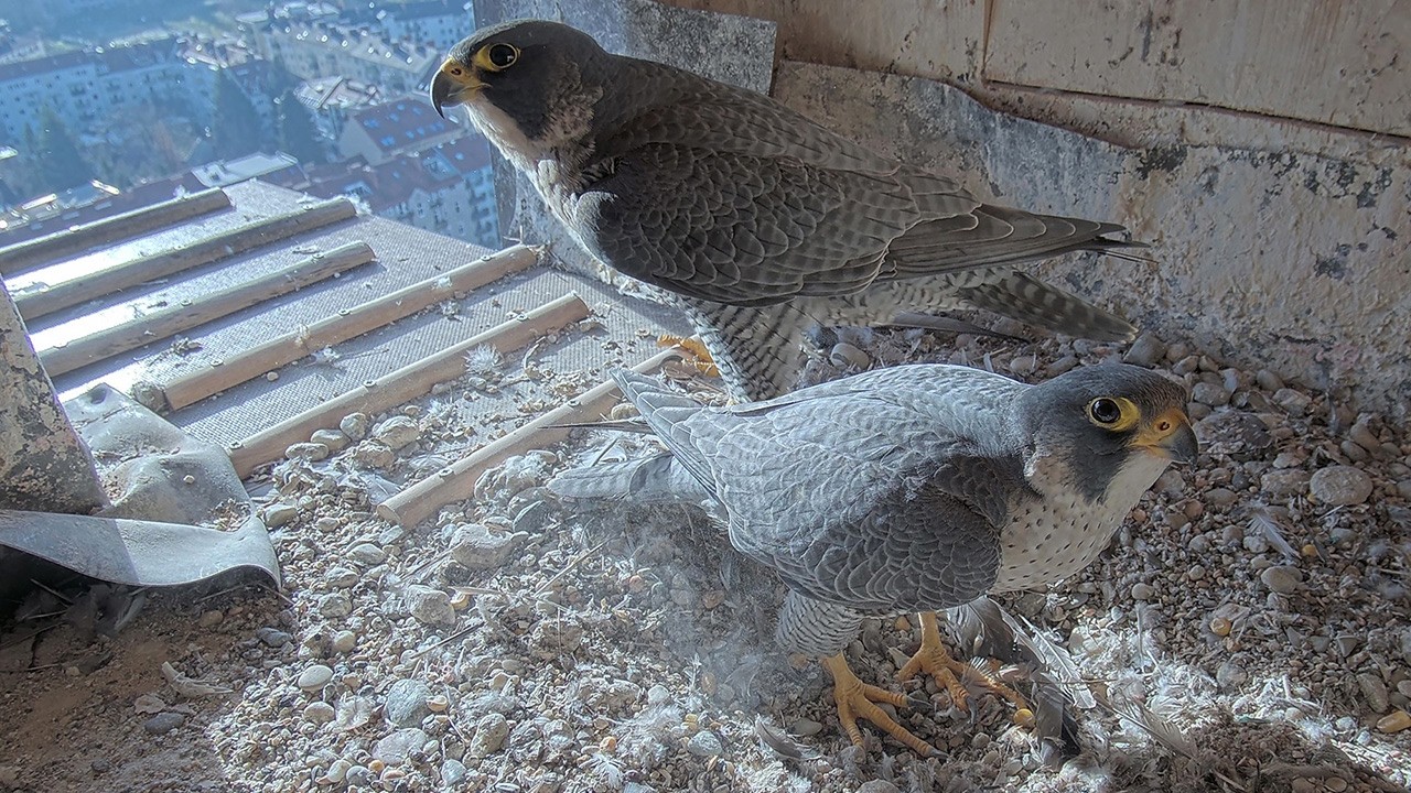 Brutplatz Wanderfalken Herbst 2025 - Turm der Herz-Jesu-Kirche in Graz