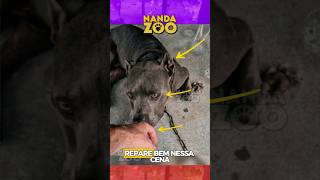 O cachorro AVISOU, mas ele não percebeu! 🐕🚨 #cachorro #shorts #animais #cachorro #shorts #animais