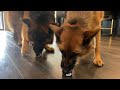 The Diary of German Shepherds | 11