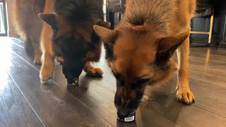 The Diary of German Shepherds | 11 by Meike and Eiko 86,526 views 3 years ago 8 minutes, 45 seconds