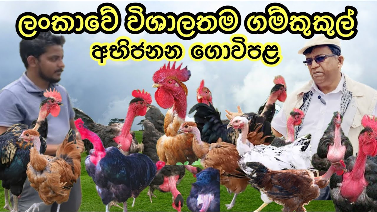 ගම් කුකුල් පාලනය පටන් ගන්න අපි පැටවු දෙන්නම්/ ලංකාවේ විශාලතම ගම් කුකුළු අභිජනන ගොවිපල 🐥🐓Naked Neck