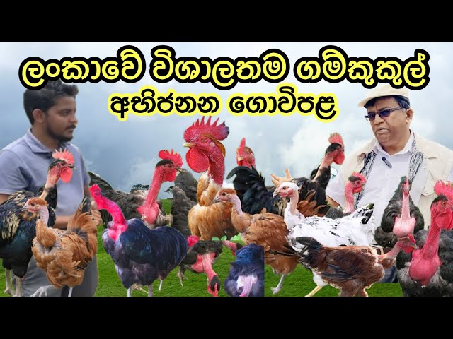 ගම් කුකුල් පාලනය පටන් ගන්න අපි පැටවු දෙන්නම්/ ලංකාවේ විශාලතම ගම් කුකුළු අභිජනන ගොවිපල 🐥🐓Naked Neck