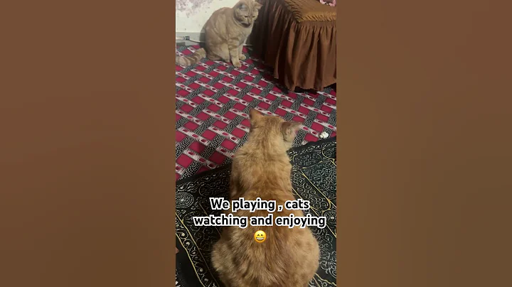 Video 6828351: cat food funny, cat enjoy playing