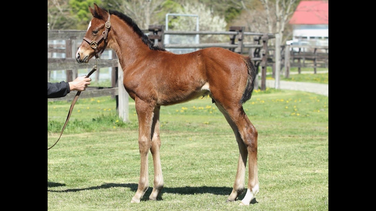 2024年セレクトセール上場馬_No.431_タニノハイクレアの2024 - YouTube