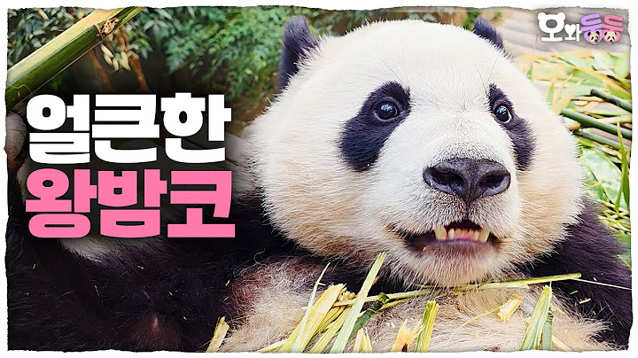 [Doongdoong with Oh] Ep.33 Spicy Hui Gives Off Dad Vibes! Pandas Obsessed with Bamboo🐼│Panda World