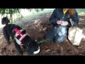 Training a Dog to Dig Truffles