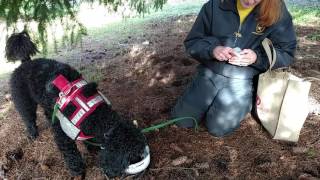 Train a Dog to Dig Truffles  An Experiment I Would Not Do Again  Fun To Watch (read notes below)