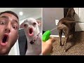Funny dog reactions hilarious pets who are confused by life pets island