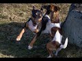 Smooth fox terrier defeats fighting dog の動画、YouTube動画。