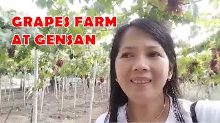 JUST TOURING THE GRAPES FARM AT GENSAN II THANKS GOD FOR THE GREAT DAY