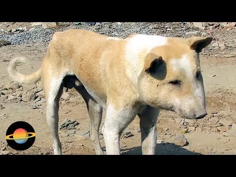 Wideo: Jakie Rasy Psów Pasterskich Istnieją