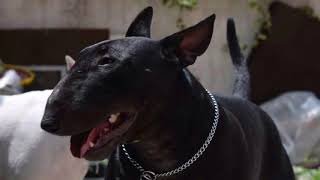 black bull terrier