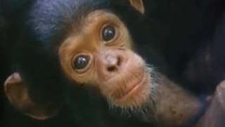 Documentary Apes HD 2017 - Among the Wild Chimpanzees