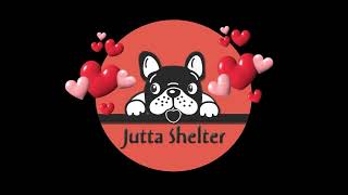 How Much We Spend on Medicines for Over 250 Rescued Dogs and Cats by Jutta Shelter 863 views 3 weeks ago 1 minute, 2 seconds