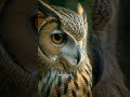 Owl Facts: Silent Hunter of the Night | Amazing Wildlife Video