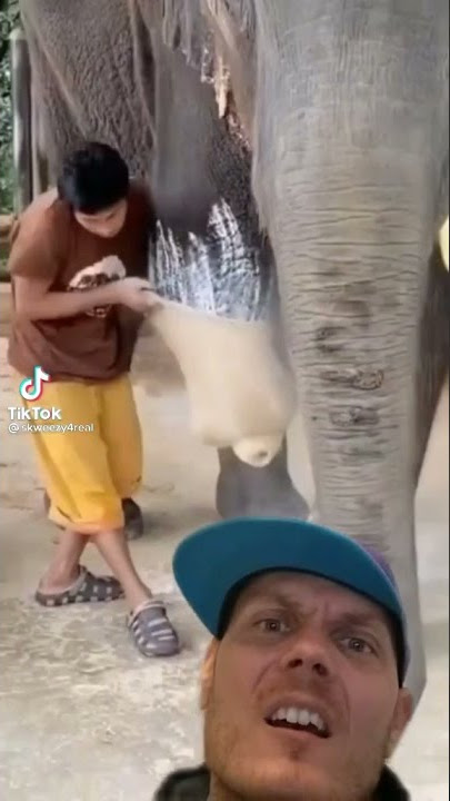 Elephant uh.. thing