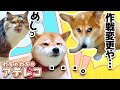 (10分ﾉｰｶｯﾄ)ダルい柴犬と必死なコーギーとオラオラ猫のいる朝