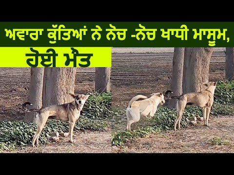 Samrala में Stray Dogs के नोचने के कारण हुई बच्ची की मौत