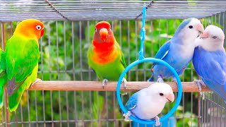 Lovebird Singing and Chirping Sounds 🦜💖 | My Smart Parrot | Lovebirds Sounds screenshot 5
