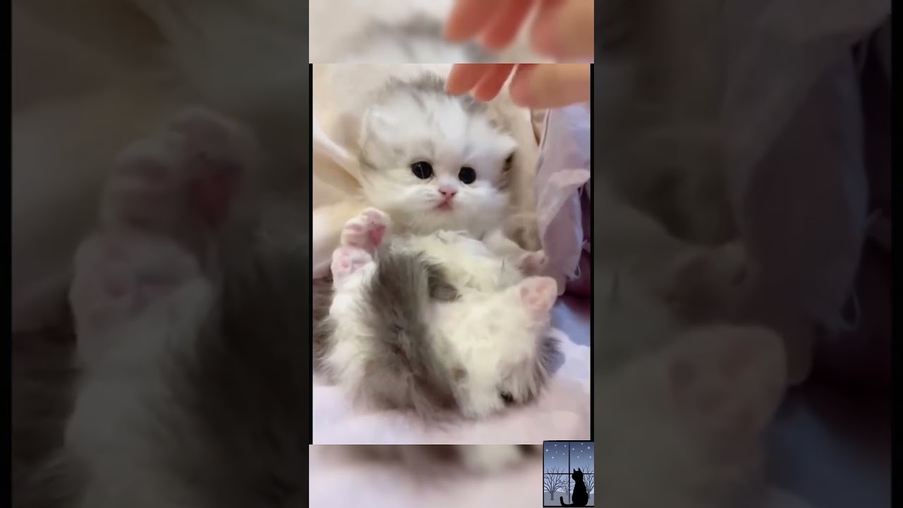 purrfect pic's "kitten ❤️"