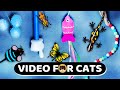 Cat games  mice string fish bugs butterflies lizards hand pointer s for cats  cat tv