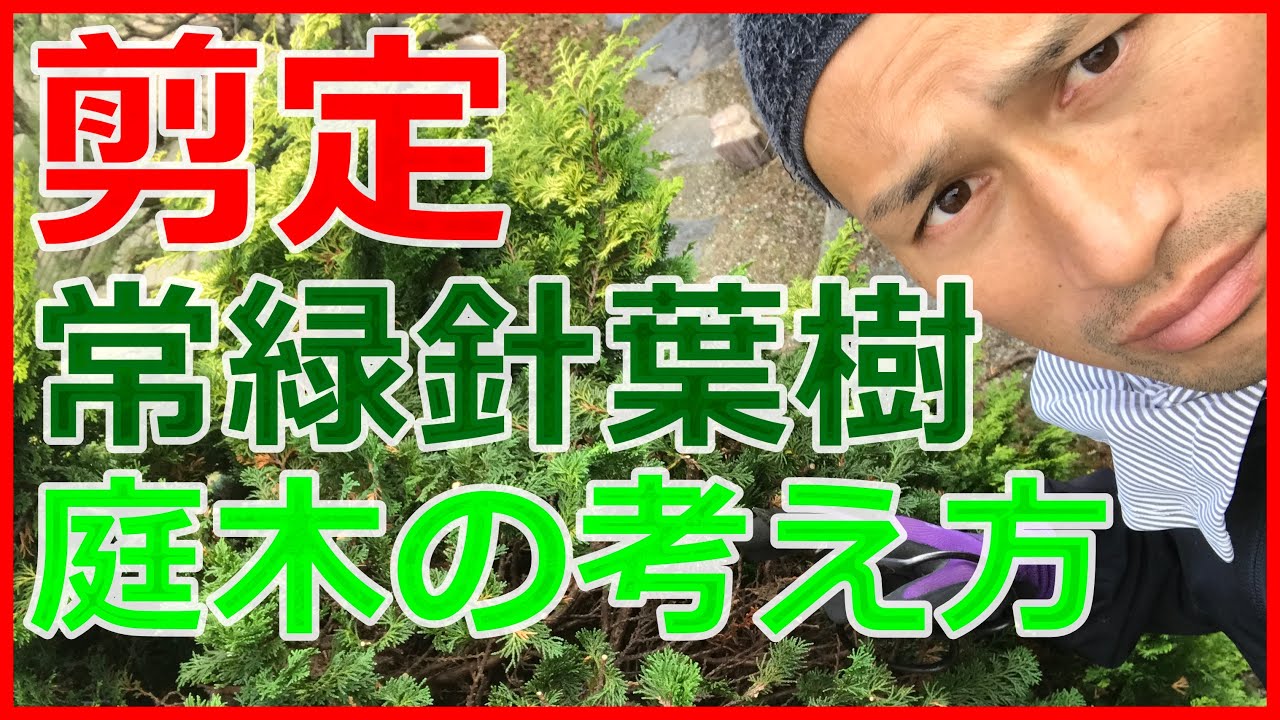 庭木の手入れ 春が適期 道路に飛び出たキンモクセイを強剪定する ポイントを写真で授業のように解説 稲屋の田舎チャンネル Youtube 庭木の手入れ 春が適期 道路に飛び出たキンモクセイを強剪定する ポイントを写真で授業のように解説 稲屋の田舎チャンネル Youtube