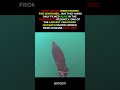 Giant Squid Caught on Camera...